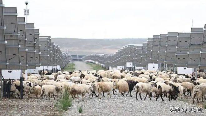 中国最大的乌龙事件：原本打算荒漠建造电厂却意外获得一个牧场(图20)
