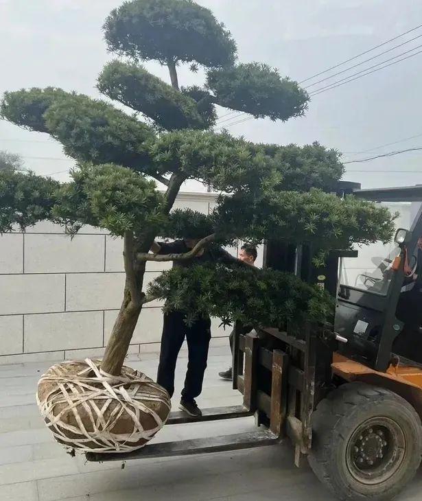 男子因邻居太阳能板掉落砸断树枝纠纷法院裁决赔偿58000元(图1)